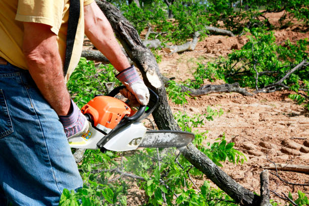 Best Best Tree Removal Services  in Berry Creek, CA